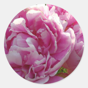 Pink Peony photo cottage farmhouse floral garden Classic Round Sticker