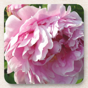 Pink Peony photo cottage farmhouse floral garden Coaster