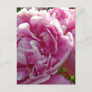 Pink Peony photo cottage farmhouse floral garden Postcard
