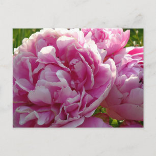 Pink Peony photo cottage farmhouse floral garden Postcard