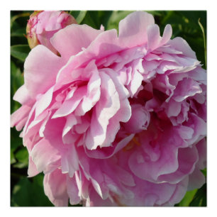Pink Peony photo cottage farmhouse floral garden Poster