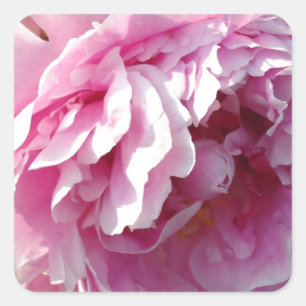 Pink Peony photo cottage farmhouse floral garden Square Sticker
