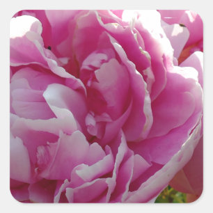 Pink Peony photo cottage farmhouse floral garden Square Sticker