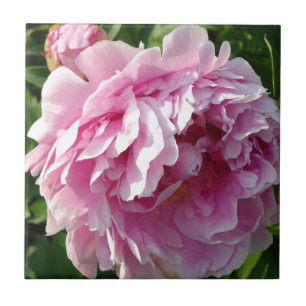 Pink Peony photo cottage farmhouse floral garden Tile