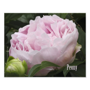 Pink Peony Photograph