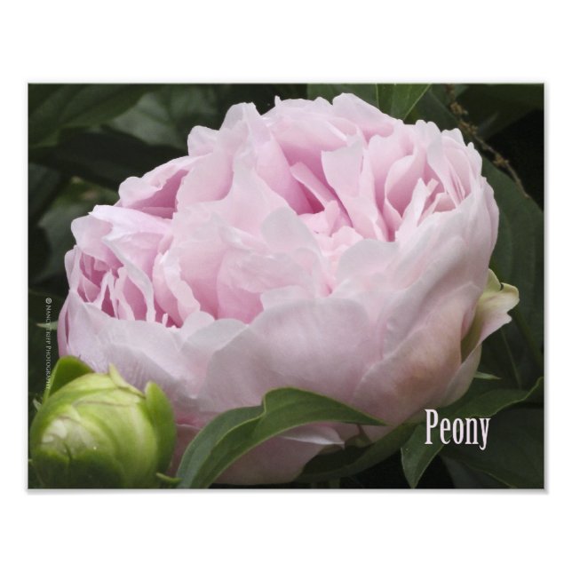 Pink Peony Photograph (Front)