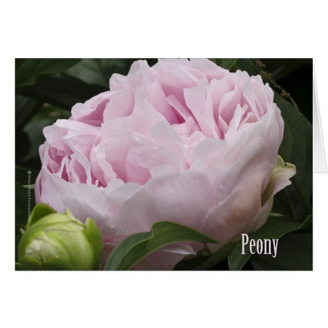 Pink Peony Photograph (Front Horizontal)