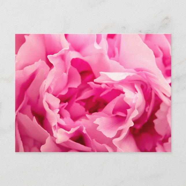 Pink Peony Postcard (Front)