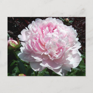 Pink Peony Postcard