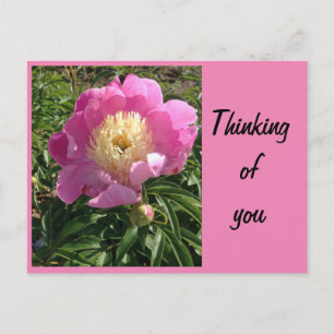 Pink Peony Postcard