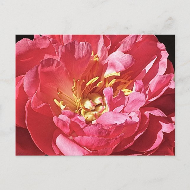 Pink Peony, Postcard (Front)