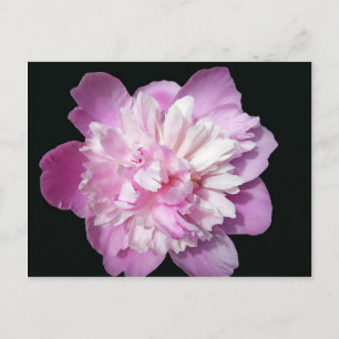 Pink Peony Postcard