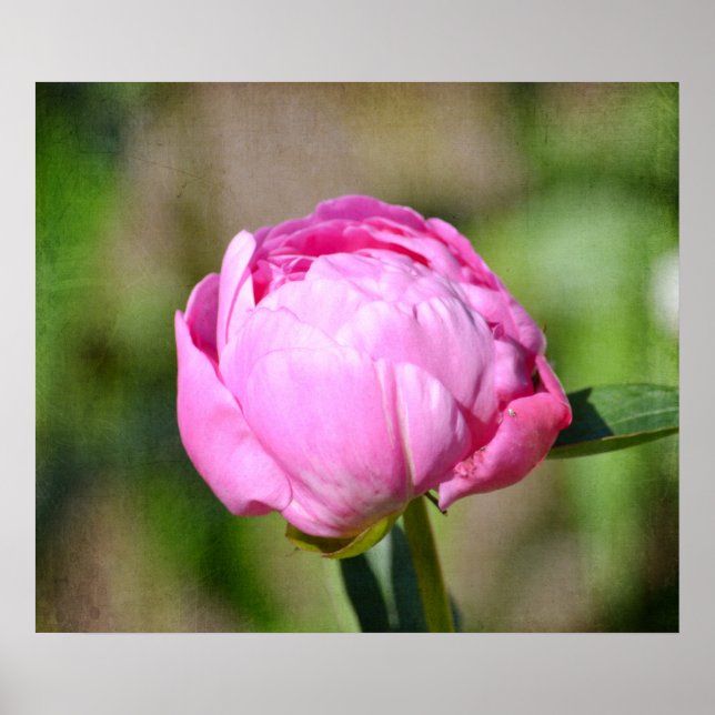 Pink Peony Poster (Front)