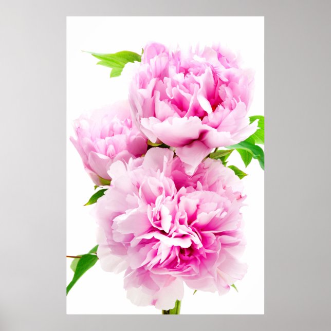 Pink Peony Poster (Front)