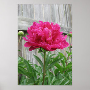 Pink Peony Poster