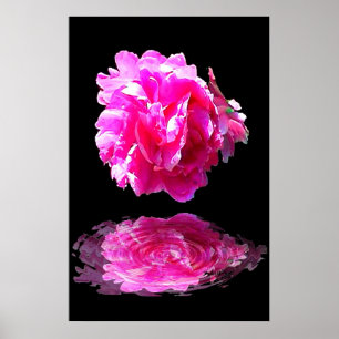 Pink Peony Poster
