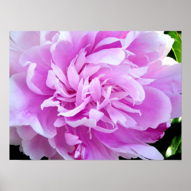 Pink Peony Poster (Front)