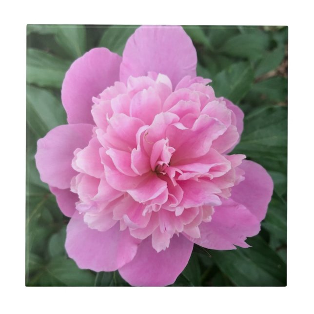 Pink Peony Tile (Front)