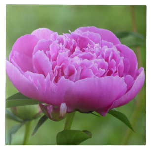 Pink Peony Tile