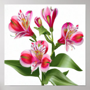 Pink Peruvian Lilies Flower Art Print Poster
