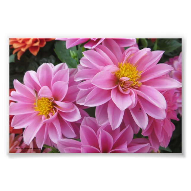 Pink Petals Photo Print (Front)