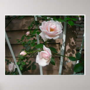 Pink Petals Poster