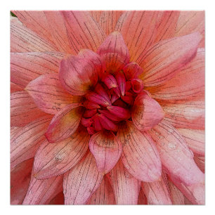 pink petals poster