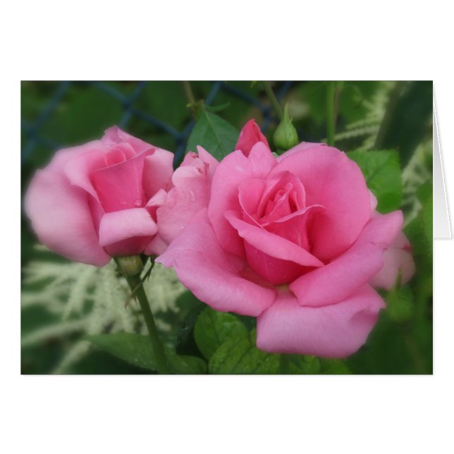 Pink Petals - Roses (Front Horizontal)
