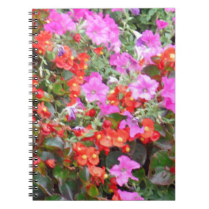 Pink petunia and red geraniums notebook