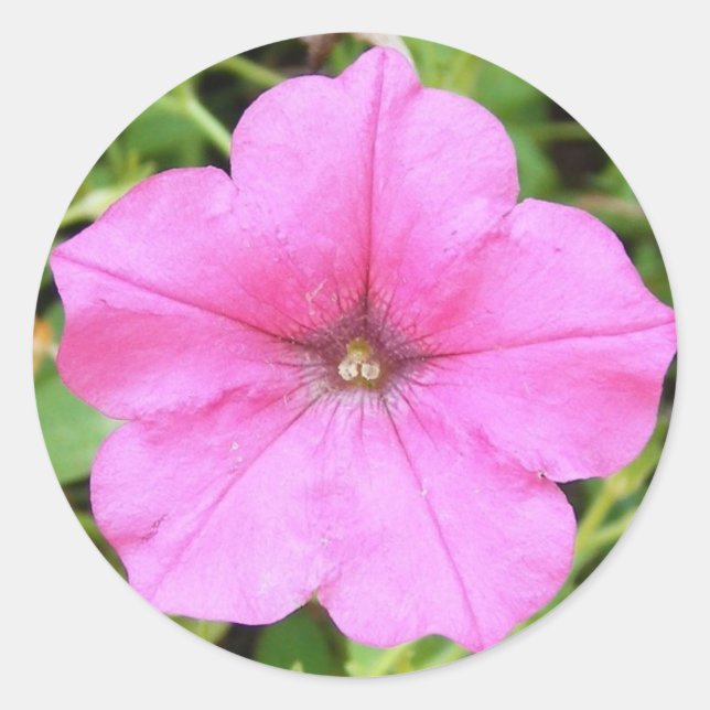 Pink Petunia Classic Round Sticker (Front)