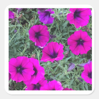 Pink Petunia Closeup Sticker