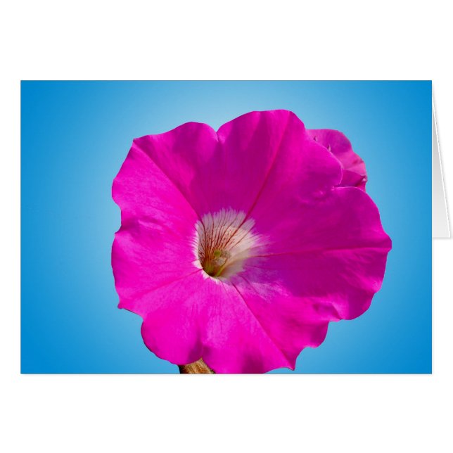 pink petunia flower in blue. (Front Horizontal)
