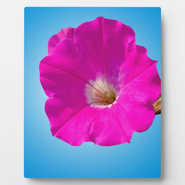 pink petunia flower in blue background. plaque (Front)