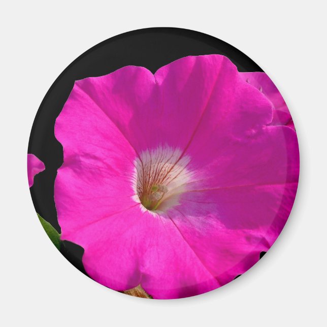pink petunia flower magnet (Front)