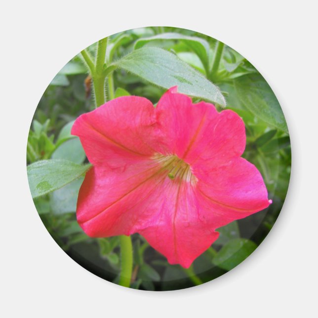 Pink Petunia Flower Magnet (Front)