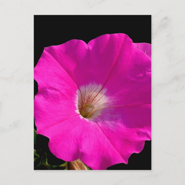 pink petunia flower postcard (Front)