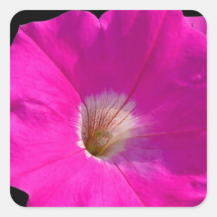pink petunia flower square sticker