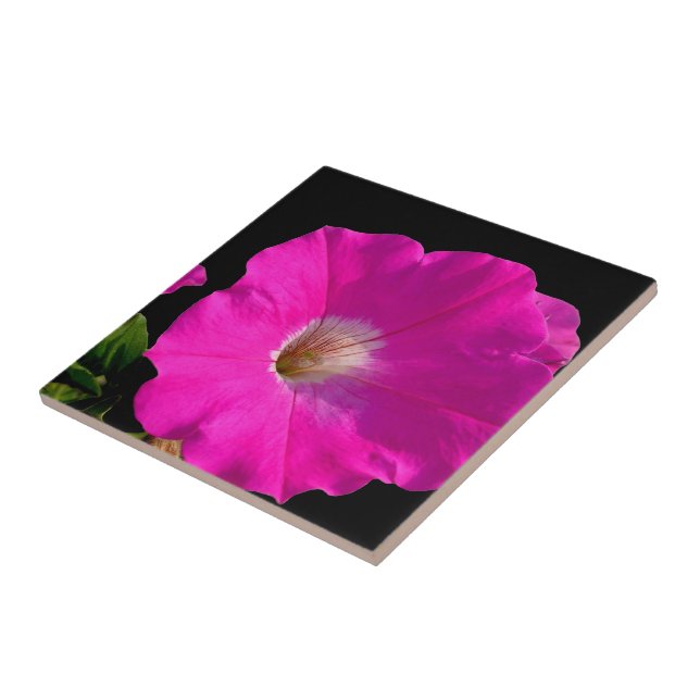 pink petunia flower tile (Side)