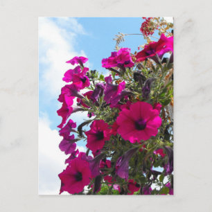 pink petunia flowers basket in blue sky postcard