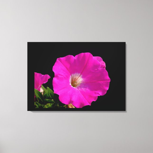 pink petunia flowers canvas print (Front)