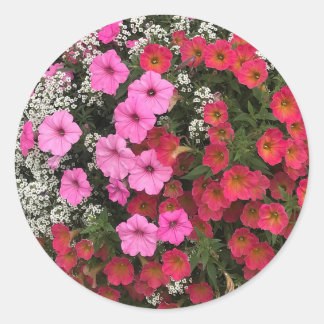 Pink Petunia Flowers Springtime Classic Round Sticker