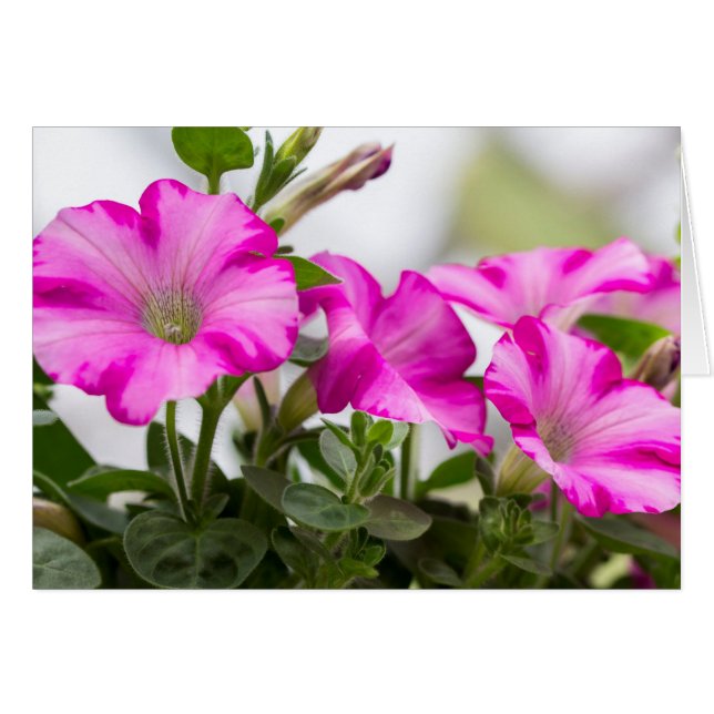 Pink Petunia Passion (Front Horizontal)