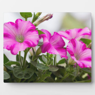 Pink Petunia Passion Plaque