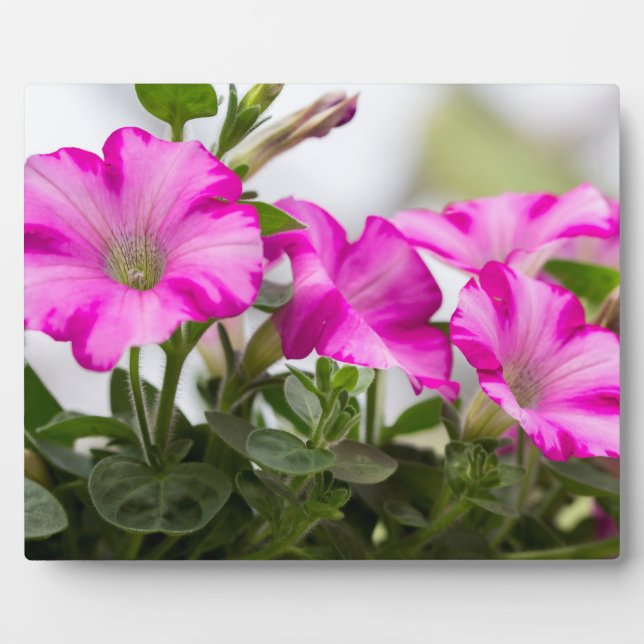 Pink Petunia Passion Plaque (Front)