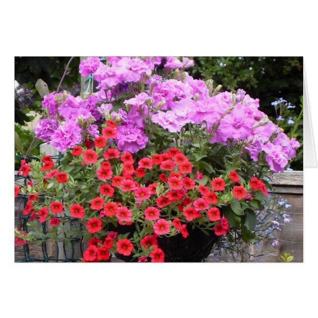 Pink Petunias and Red Million Bells (Front Horizontal)