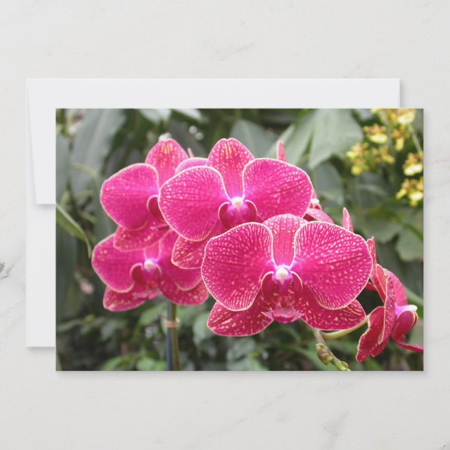 Pink Phaleonopsis Invitation (Front)