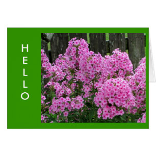 Pink Phlox and Fence