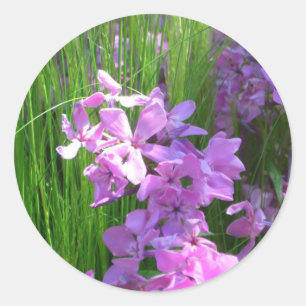 Pink Phlox and Grass Summer Floral Classic Round Sticker