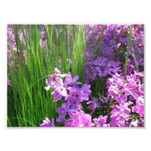 Pink Phlox and Grass Summer Floral Photo Print