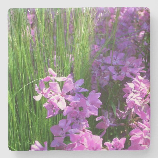 Pink Phlox and Grass Summer Floral Stone Coaster (Front)